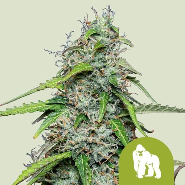 Royal Gorilla Auto de Royal Queen Seeds