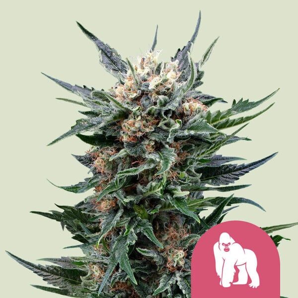 Royal Gorilla feminizada de Royal Queen Seeds