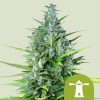 Royal Haze Auto de Royal Queen Seeds
