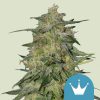 Royal Highness feminizada de Royal Queen Seeds