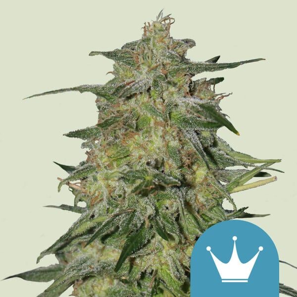 Royal Highness feminizada de Royal Queen Seeds