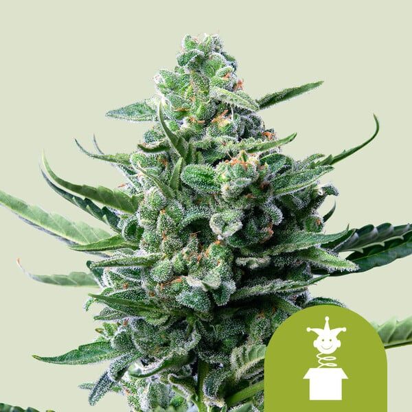 Royal Jack Auto de Royal Queen Seeds