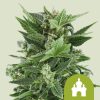 Royal Kush Auto de Royal Queen Seeds