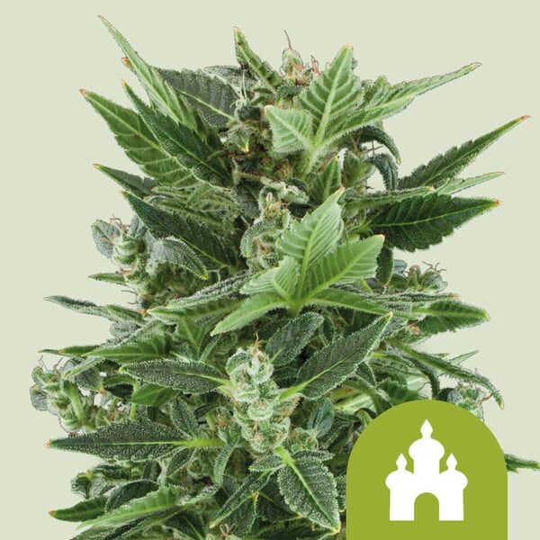 Royal Kush Auto de Royal Queen Seeds