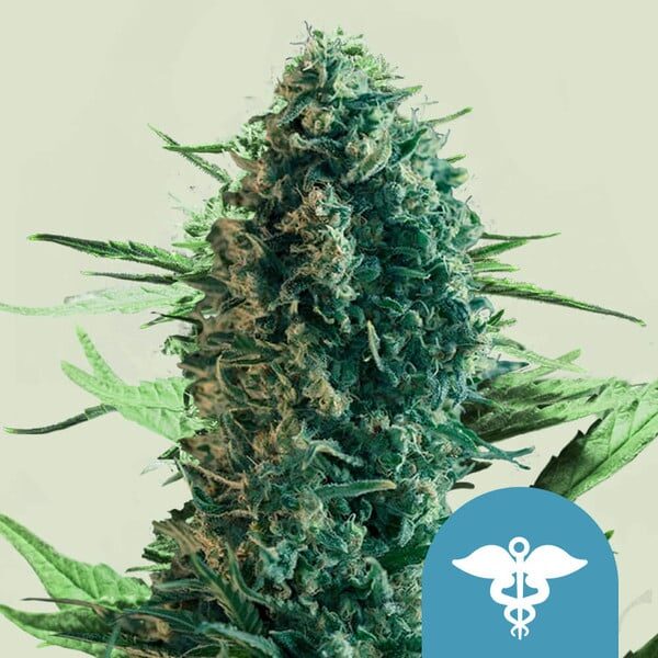 Royal Medic feminizada de Royal Queen Seeds