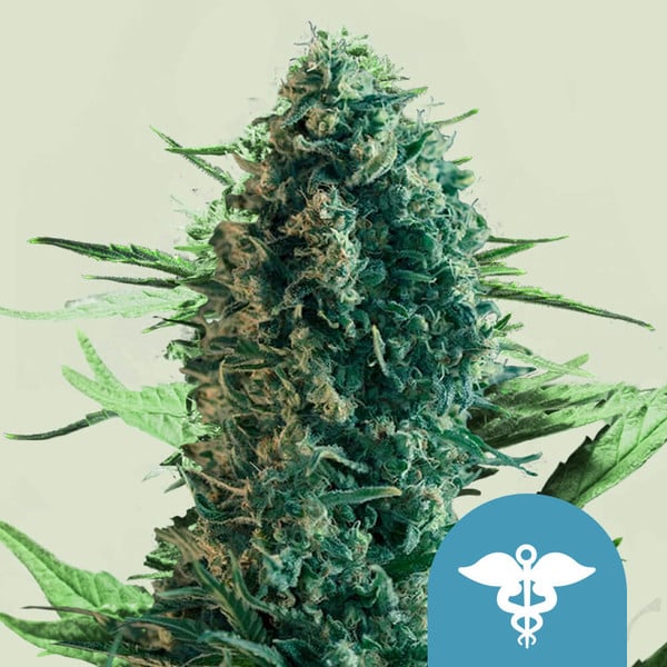 Royal Medic feminizada de Royal Queen Seeds