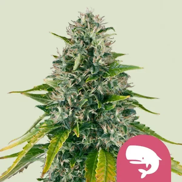 Royal Moby feminizada de Royal Queen Seeds