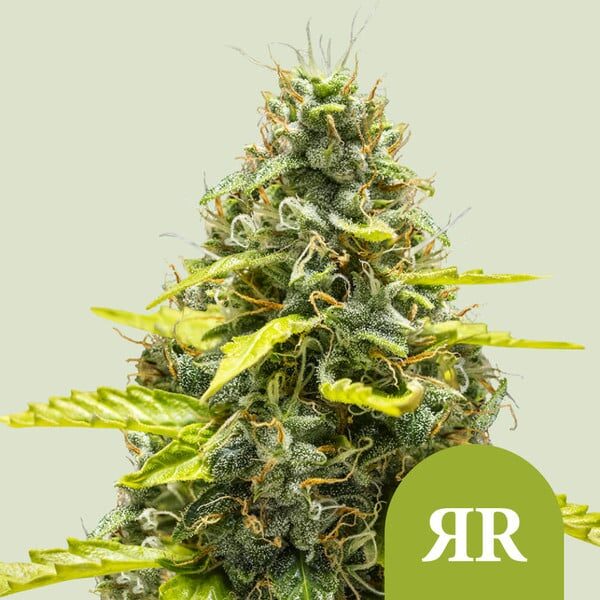 Royal Runtz Auto de Royal Queen Seeds