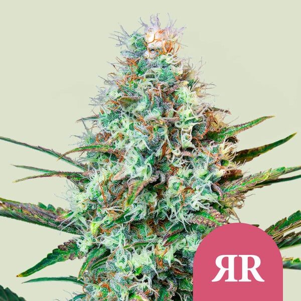 Royal Runtz feminizada de Royal Queen Seeds