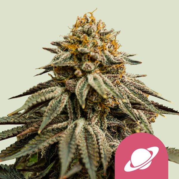 Royal Skywalker feminizada de Royal Queen Seeds