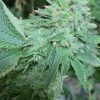 Runtz S1 feminizada de Elev8 Seeds
