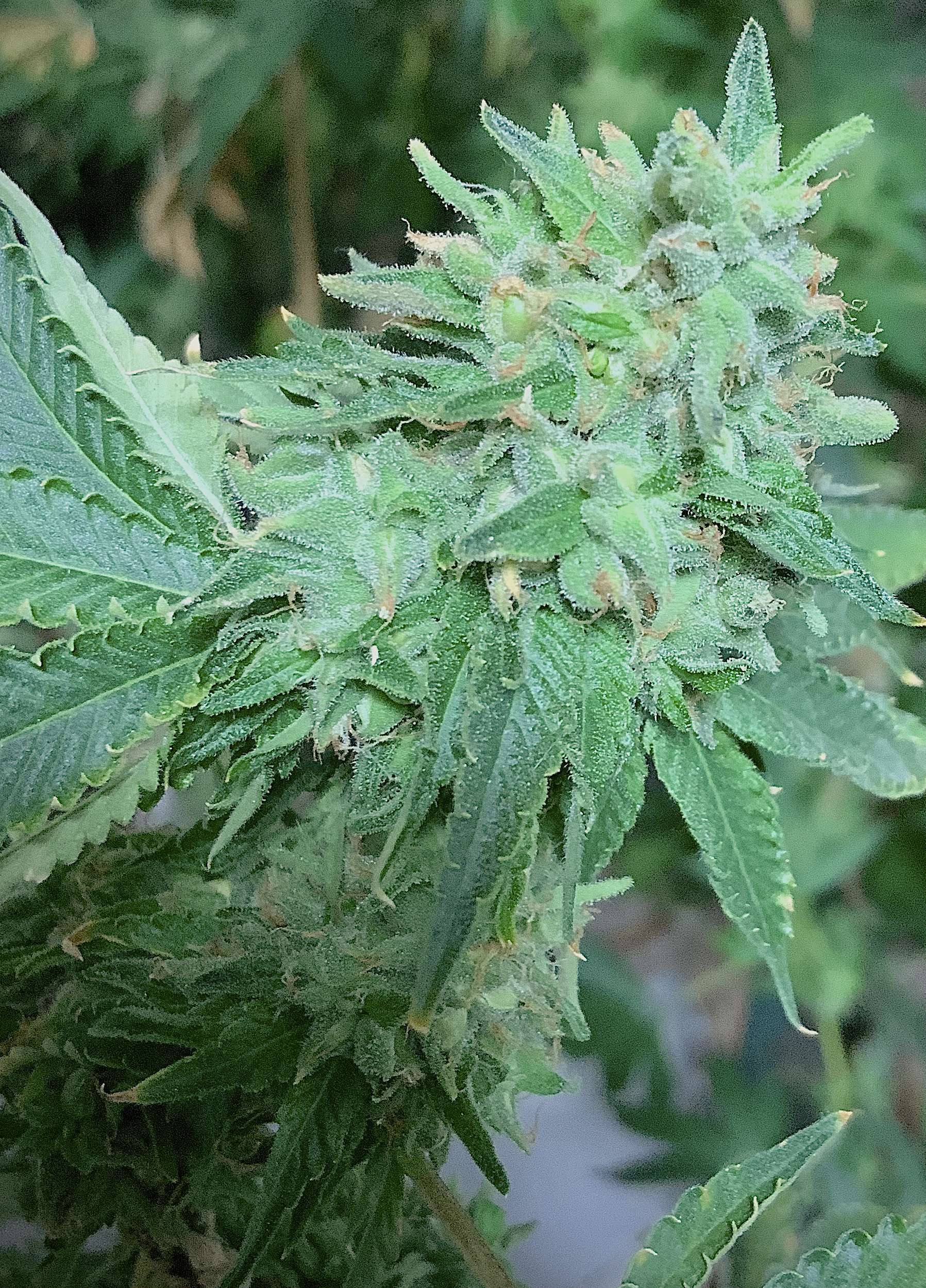 Runtz S1 feminizada de Elev8 Seeds