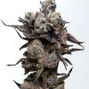 Runtz S1 feminizada de Elev8 Seeds