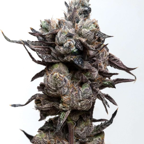 Runtz S1 feminizada de Elev8 Seeds