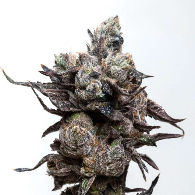 Runtz S1 feminizada de Elev8 Seeds
