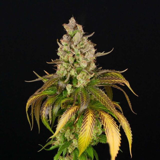 Sweet Tangie Auto de XXL Seeds