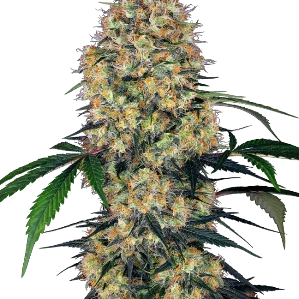 Sensi Amnesia XXL Auto de Sensi Seeds