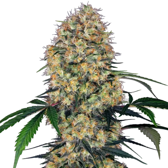 Sensi Amnesia XXL Auto de Sensi Seeds