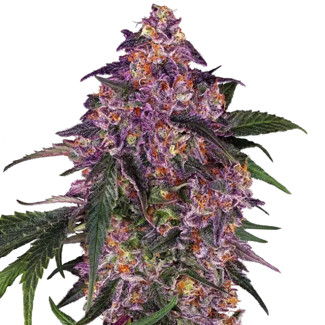 Sensi Purple Kush feminizada de Sensi Seeds