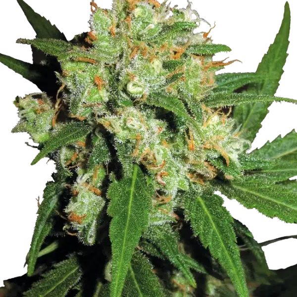 Sensi Skunk regular de Sensi Seeds