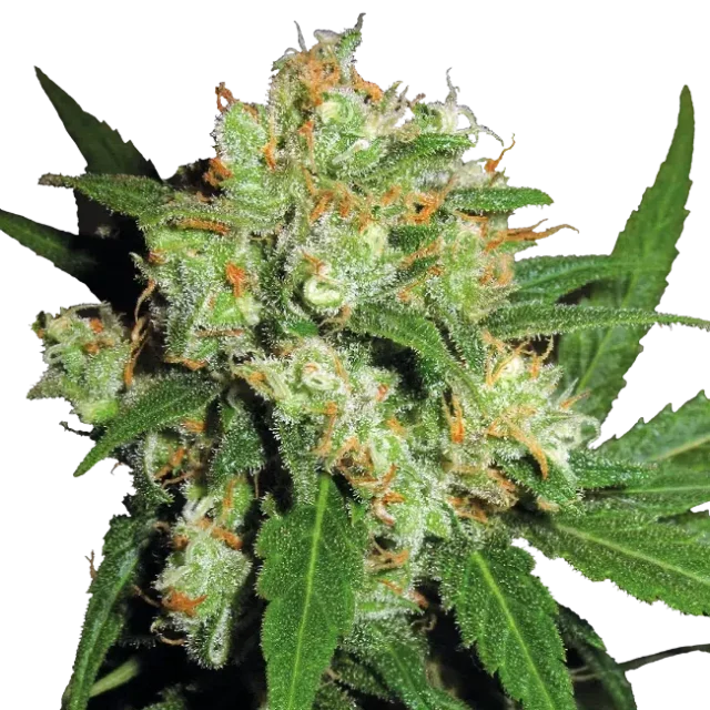 Sensi Skunk regular de Sensi Seeds