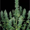 Serious Happiness feminizada de Serious Seeds