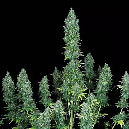 Serious Happiness feminizada de Serious Seeds