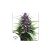 Shaman feminizada de Dutch Passion