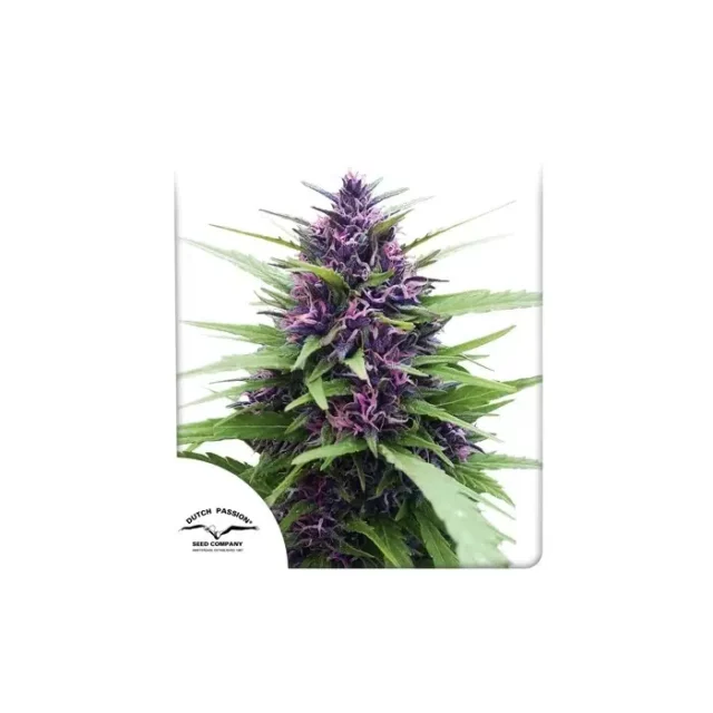 Shaman feminizada de Dutch Passion