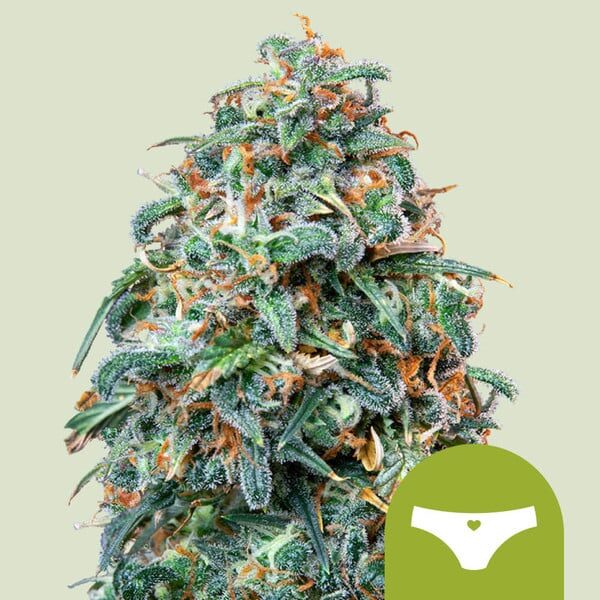 Sherbet Queen Auto de Royal Queen Seeds