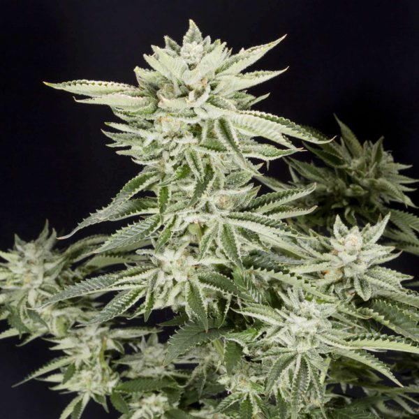 Sherbet feminizada de Elev8 Seeds