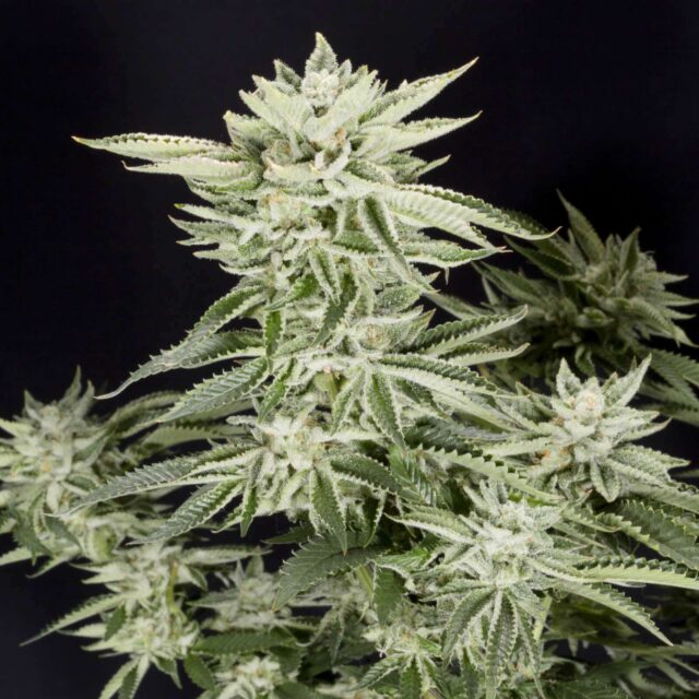 Sherbet feminizada de Elev8 Seeds