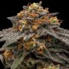 Shimo feminizada de Ripper Seeds
