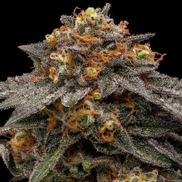 Shimo feminizada de Ripper Seeds