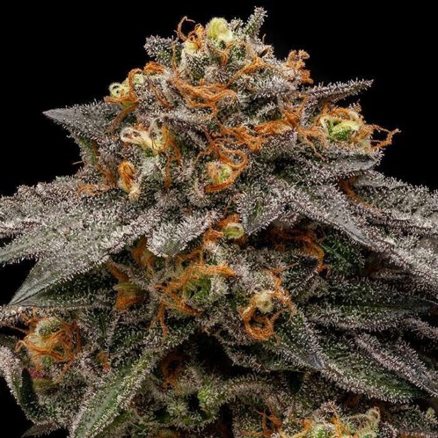 Shimo feminizada de Ripper Seeds