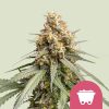 Shining Silver Haze feminizada de Royal Queen Seeds