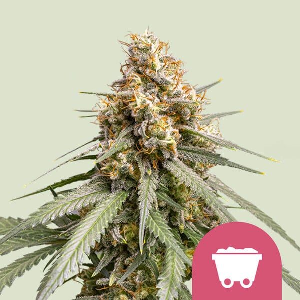 Shining Silver Haze feminizada de Royal Queen Seeds