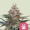 Shogun feminizada de Royal Queen Seeds