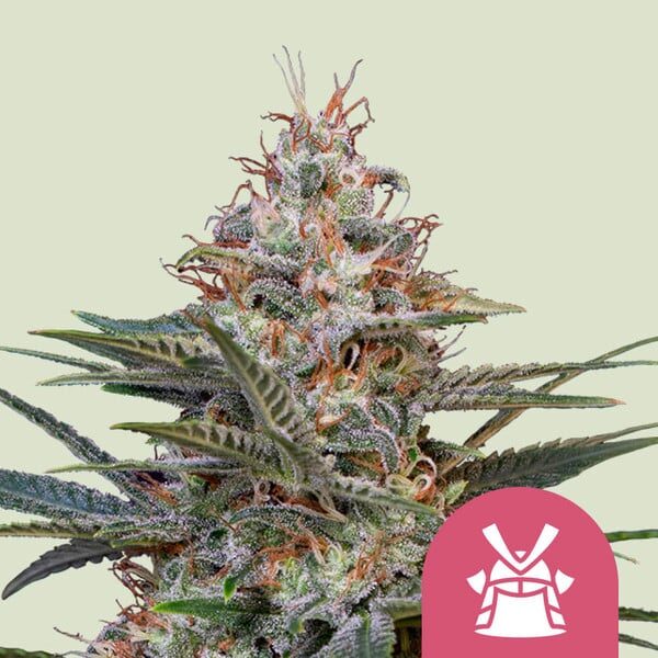 Shogun feminizada de Royal Queen Seeds