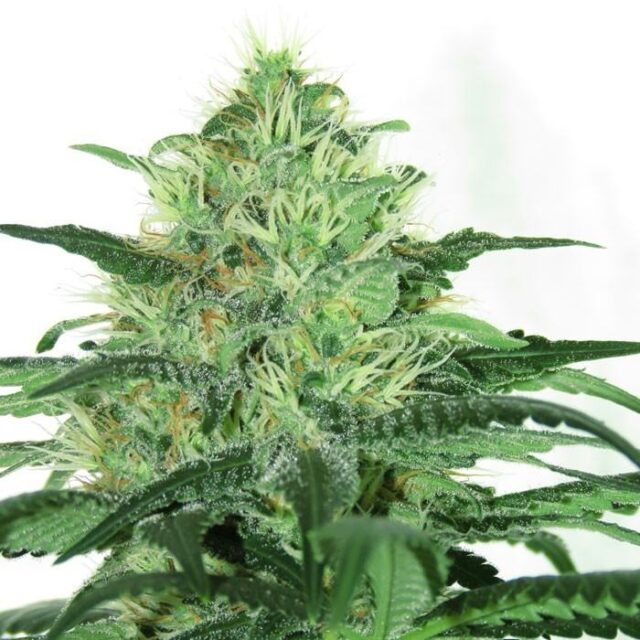 Sideral feminizada de Ripper Seeds