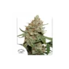 Skunk #11 feminizada de Dutch Passion