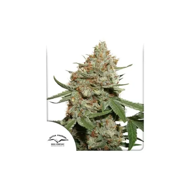 Skunk #11 feminizada de Dutch Passion