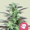 Skunk XL feminizada de Royal Queen Seeds