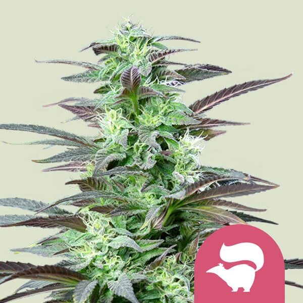 Skunk XL feminizada de Royal Queen Seeds