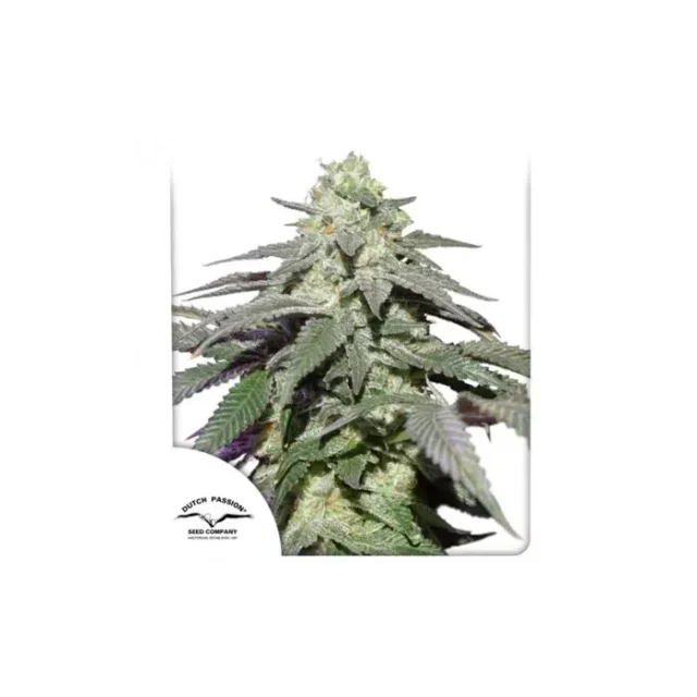 Skywalker Haze feminizada de Dutch Passion