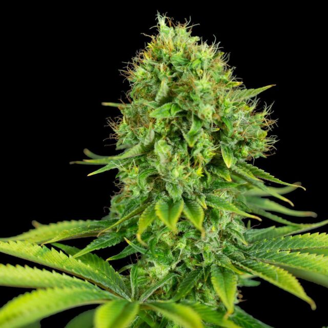 Smoothie Auto de XXL Seeds