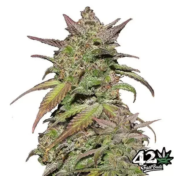 Smoothie Auto de FastBuds