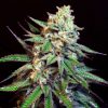 Snoop’s Applefrizzle feminizada de Elev8 Seeds