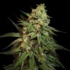 Snoop’s Applefrizzle feminizada de Elev8 Seeds