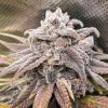 Snoop’s Punch feminizada de Elev8 Seeds